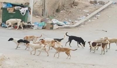 صنعاء في عهد الحوثيين.. غياب للخدمات وانتشار للكلاب الشاردة