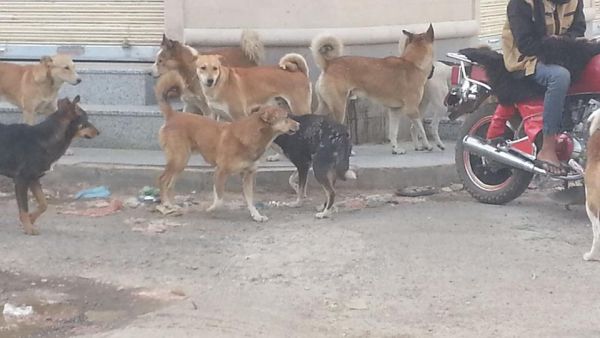 وسط تجاهل الحوثيين.. المواطنون في صنعاء يشكون من انتشار الكلاب الضالة
