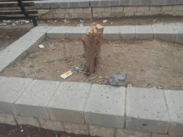 الحوثيون يقتلعون أشجار الزينة من شوارع صنعاء