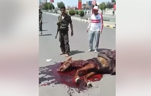 بذريعة سبتمبر وعلم اليمن.. مليشيا الحوثي تقتل حصاناً وسط ميدان السبعين بصنعاء