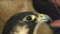 قطر تستقبل طيور مهددة بالانقراض بهدف حمايتها