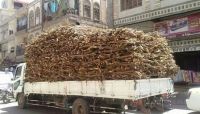 انتعاش تجارة الحطب جراء استمرار أزمة الغاز المنزلي في العاصمة صنعاء (صور)
