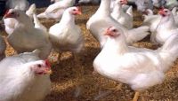 ارتفاع متصاعد في أسعار الدجاج بصنعاء
