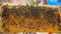 سعودي يعتزم دخول "غينيس" بتغطية جسمه بـ 100 كغم من النحل