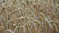 تركيا تعلن عن تمديد اتفاق تصدير الحبوب الاوكرانية